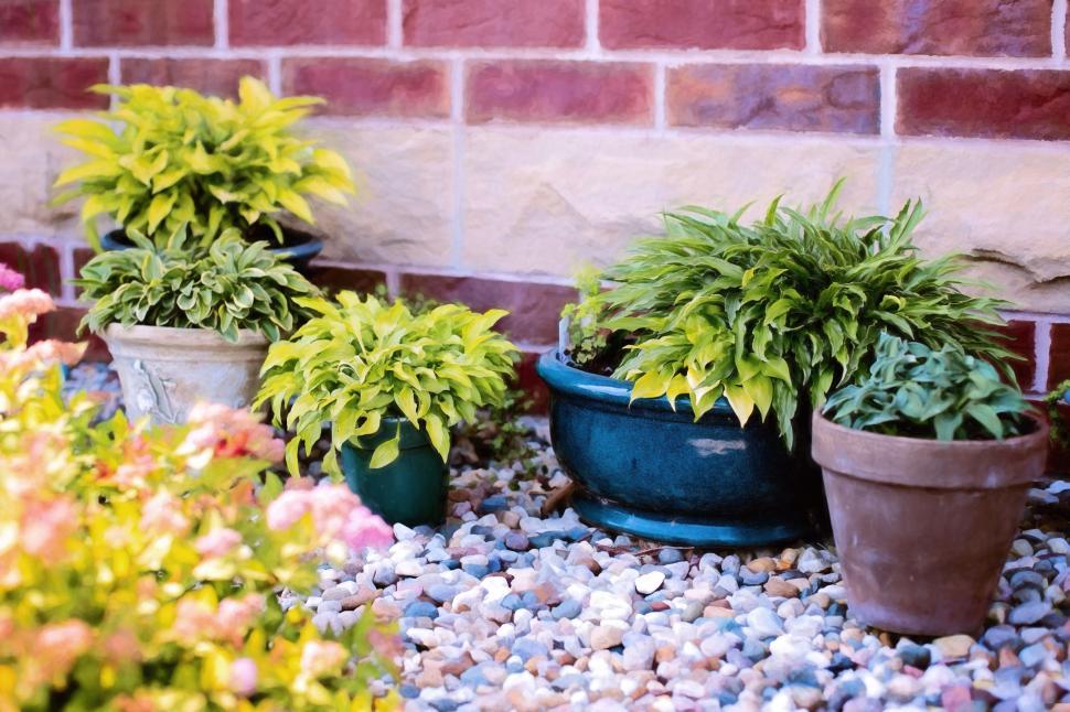 Free Image of Plants in pots 
