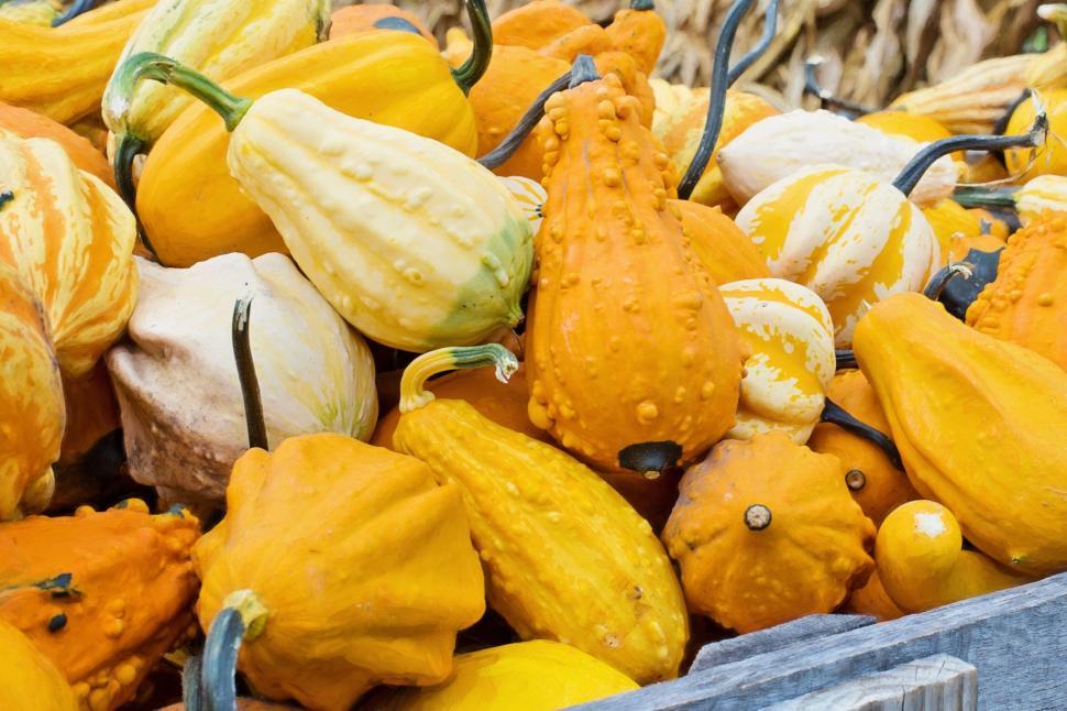 Free Image of Gourds and Squashes 