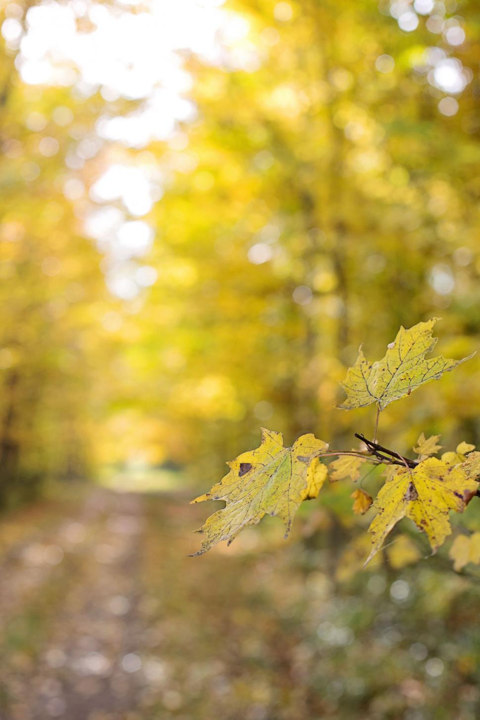 Free Image of Autumn Leaves and bokeh lights  