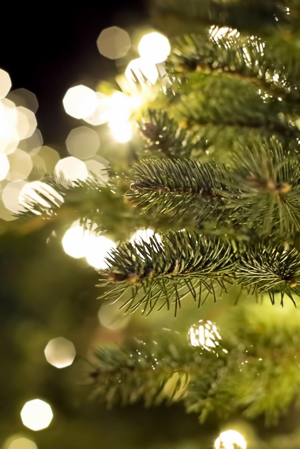 Free Image of Pine Branch and Bokeh Lights  