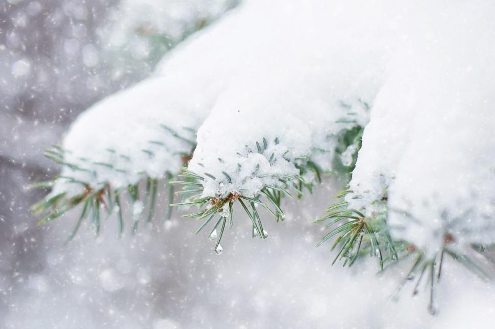 Free Image of Snow and pine tree branch  