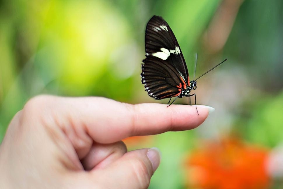 Free Image of Butterfly and Hand 