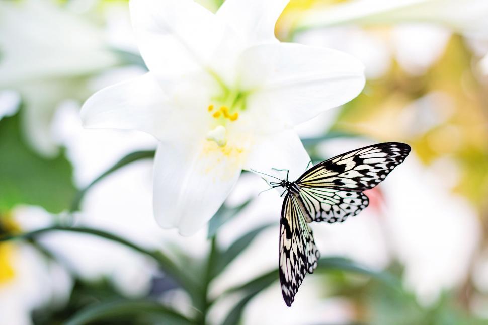 Free Image of Butterfly on white flower  