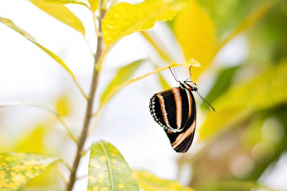Free Image of Black striped butterfly 