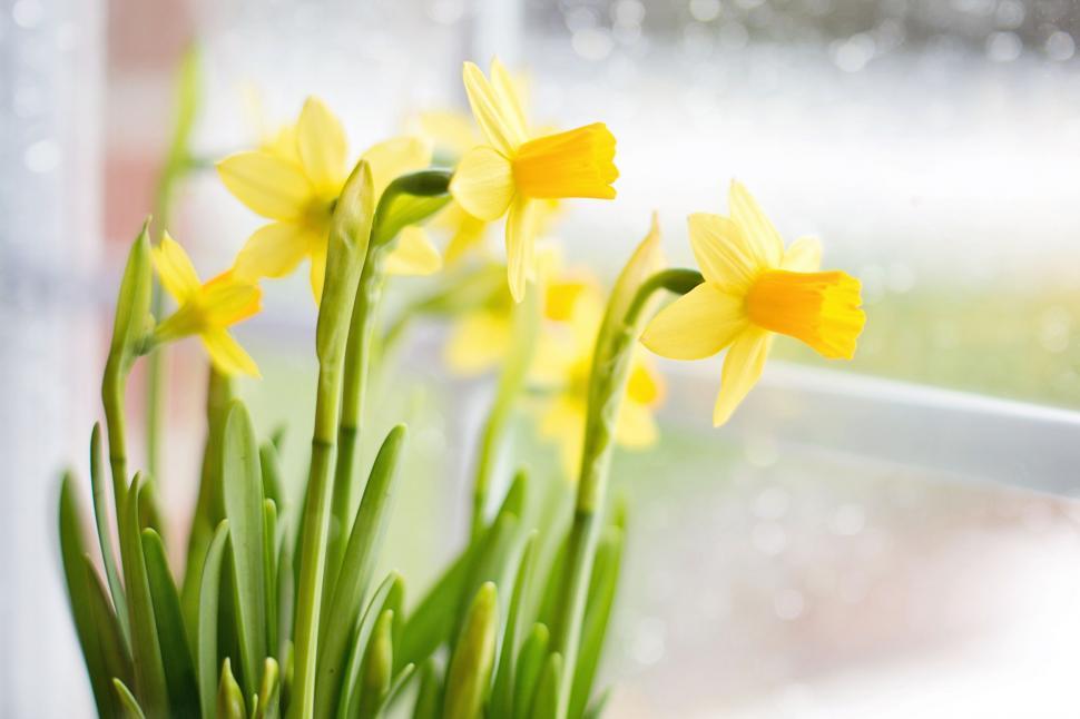 Free Image of Blur View of Yellow Flowers 