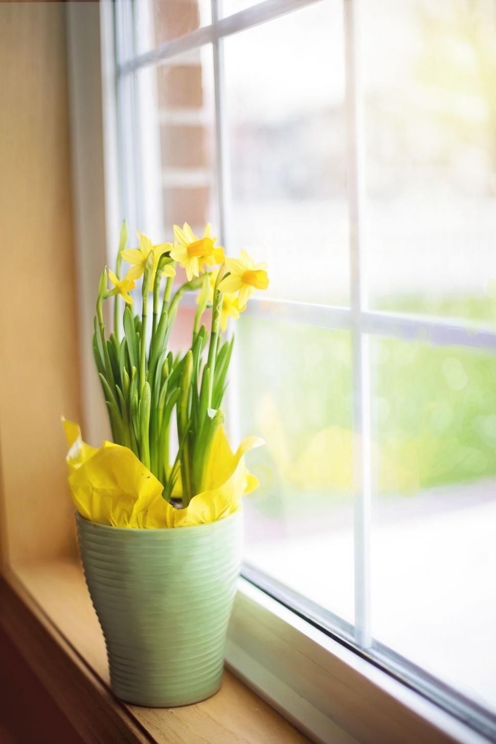 Free Image of Yellow Flowers and Window  
