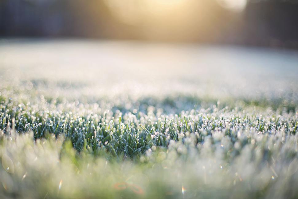 Free Image of Frosty green grass with bokeh lights 