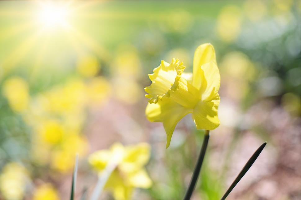 Free Image of Yellow Flower and Sunlight  