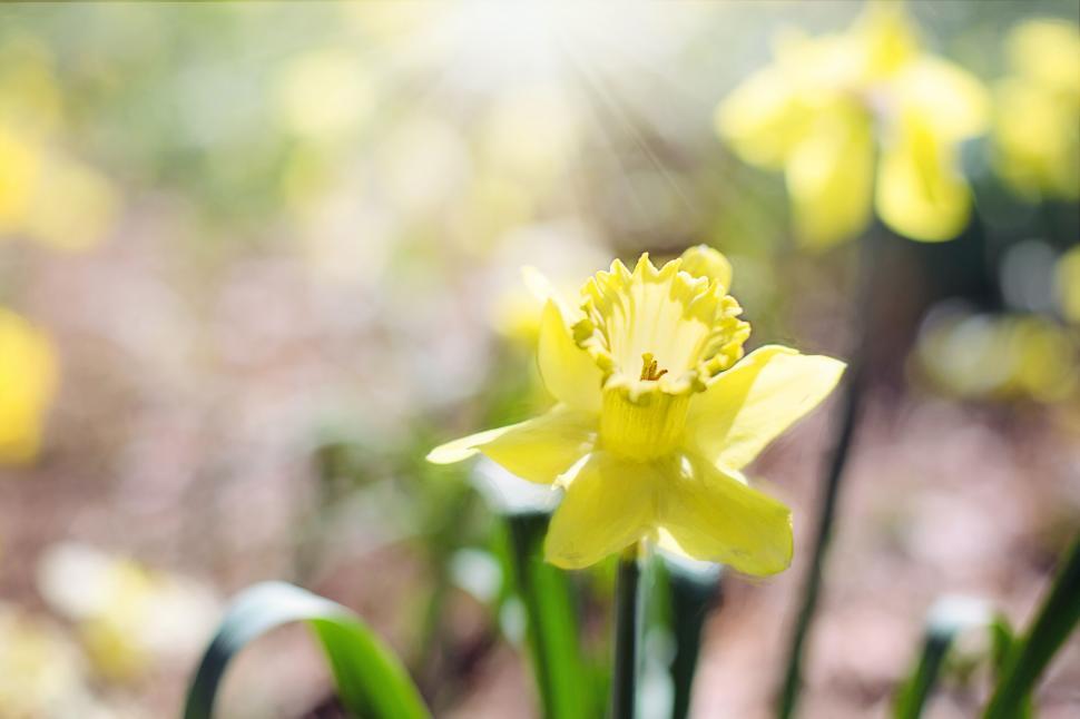 Free Image of Daffodil flower 