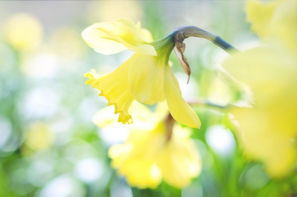 Free Image of Daffodil flower in the garden 