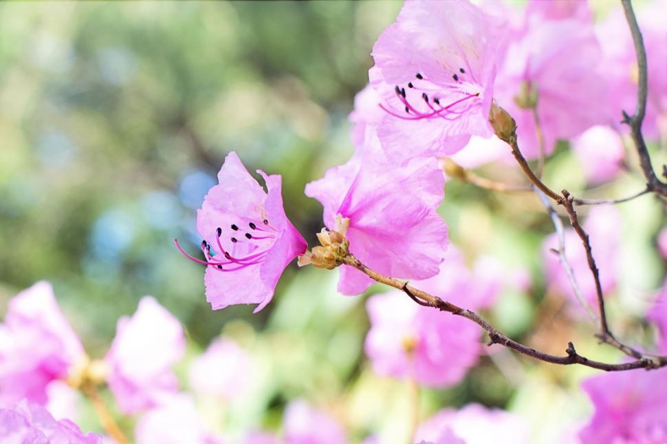 Free Image of Pink Flowers in garden 