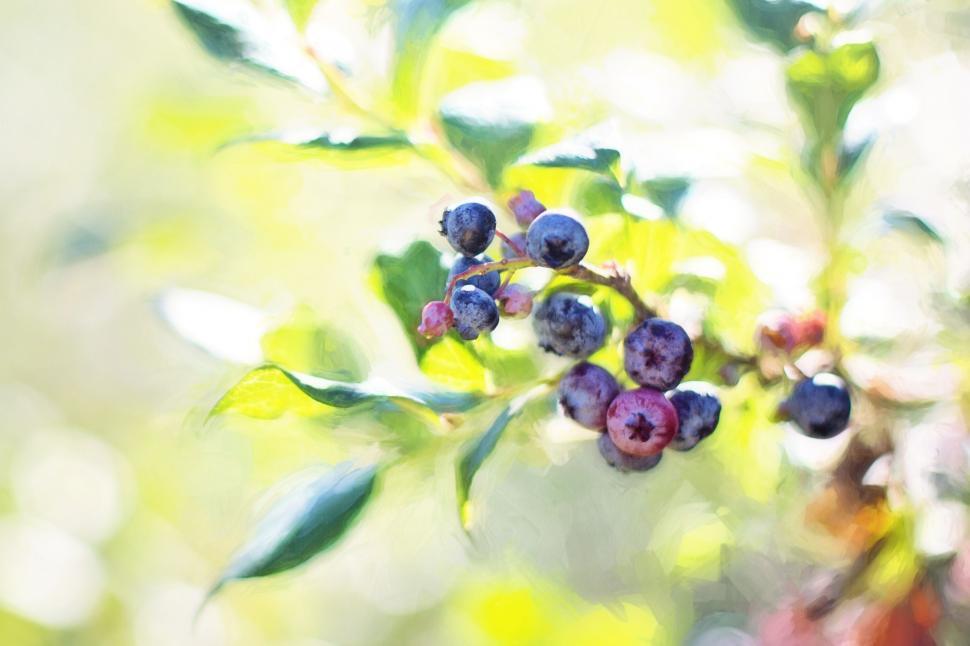 Free Image of Blueberries on the bush 