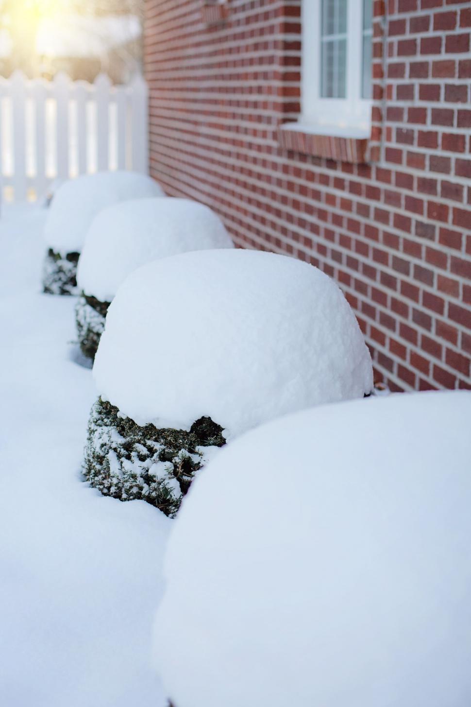 Free Image of Snow on bushes 