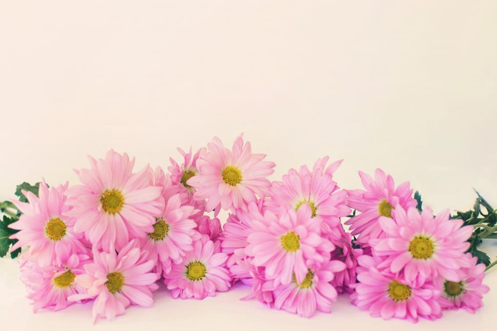 Free Image of Daisy flowers - copy space  