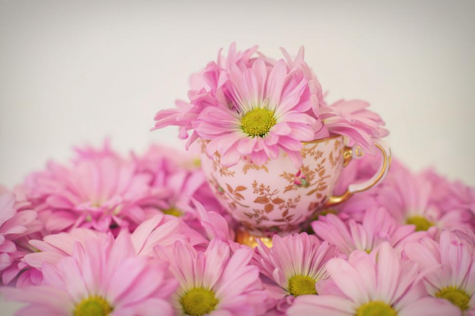 Free Image of Pink Flowers and Tea Cup  
