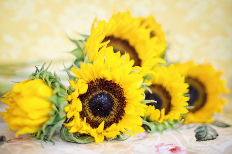 Free Image of Sunflowers 