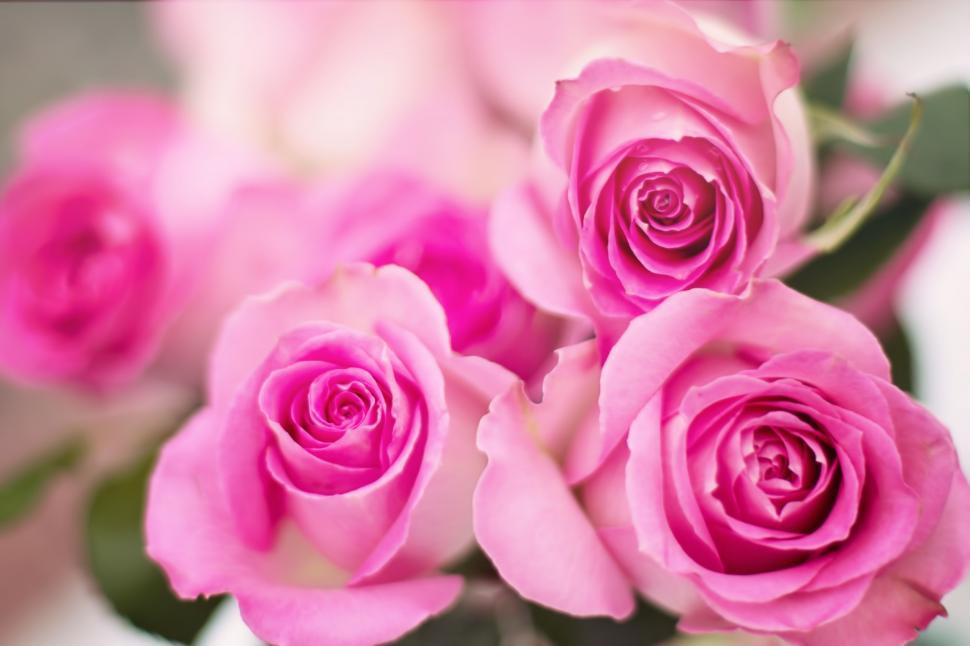 Free Image of Pink Rose Flowers 