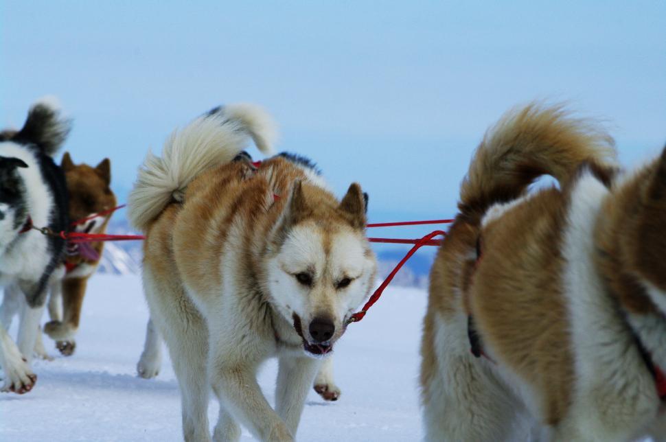 Free Image of Group of Husky Dogs Pulling Sled in Snow 