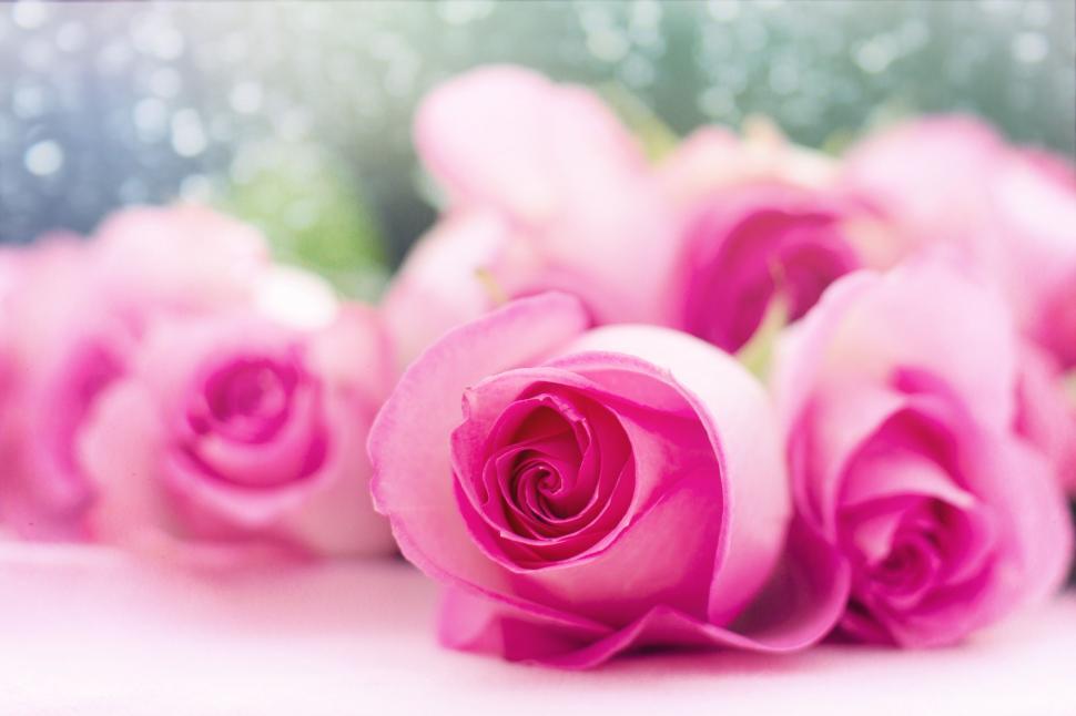 Free Image of Rose Flowers 
