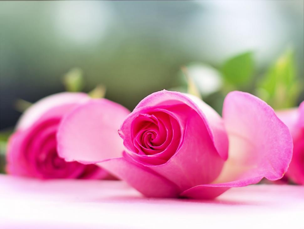 Free Image of Pink Rose Bouquet 