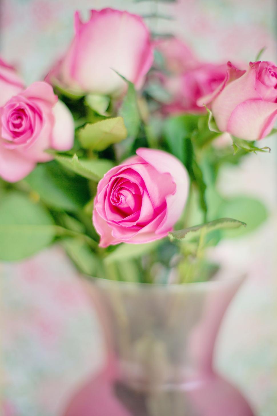 Free Image of Pink Roses in Vase 