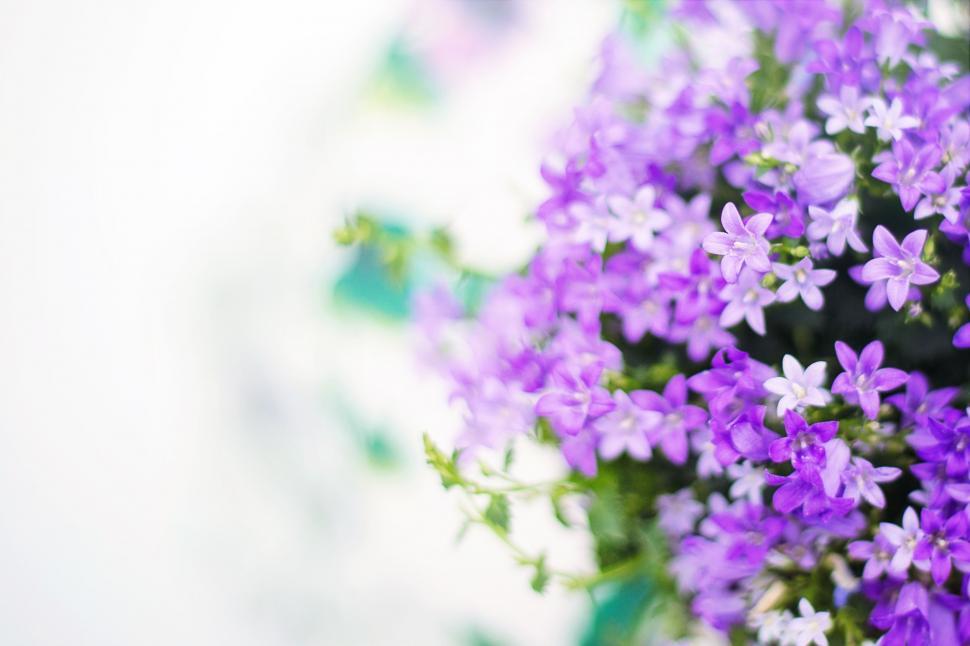 Free Image of Tiny Purple Flowers  