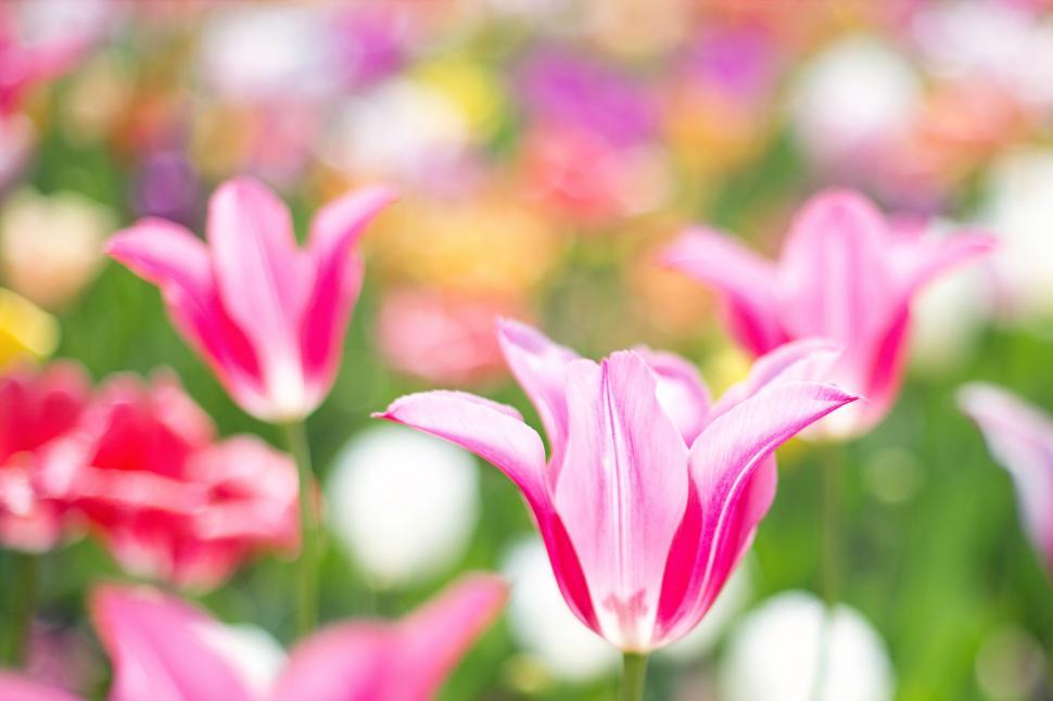Free Image of Blurry View of Colorful Tulip Garden 