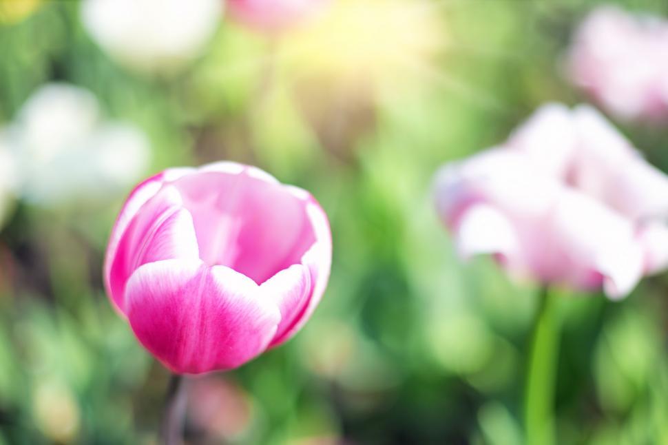 Free Image of Pink Tulip Flower 
