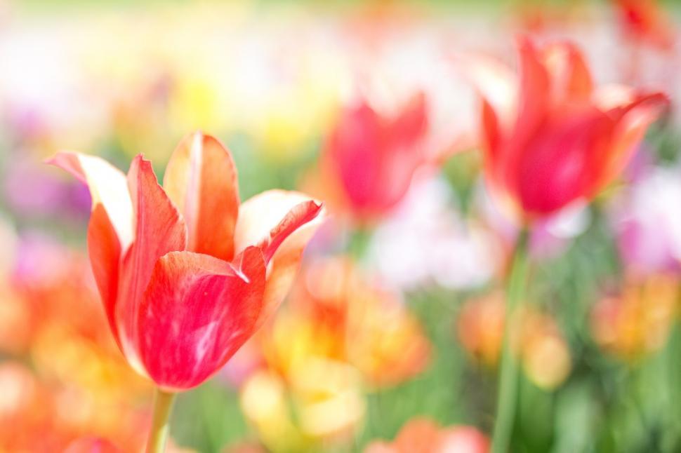 Free Image of Tulip Flowers  
