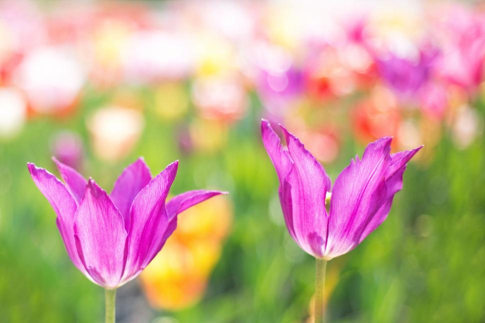 Free Image of Pink Tulips 