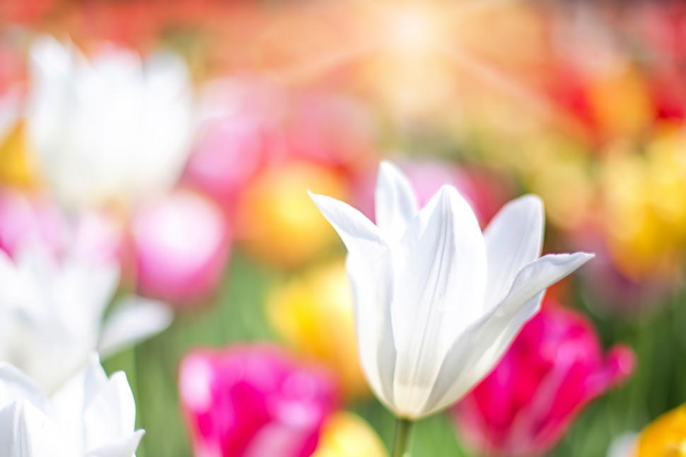 Free Image of White Tulip 