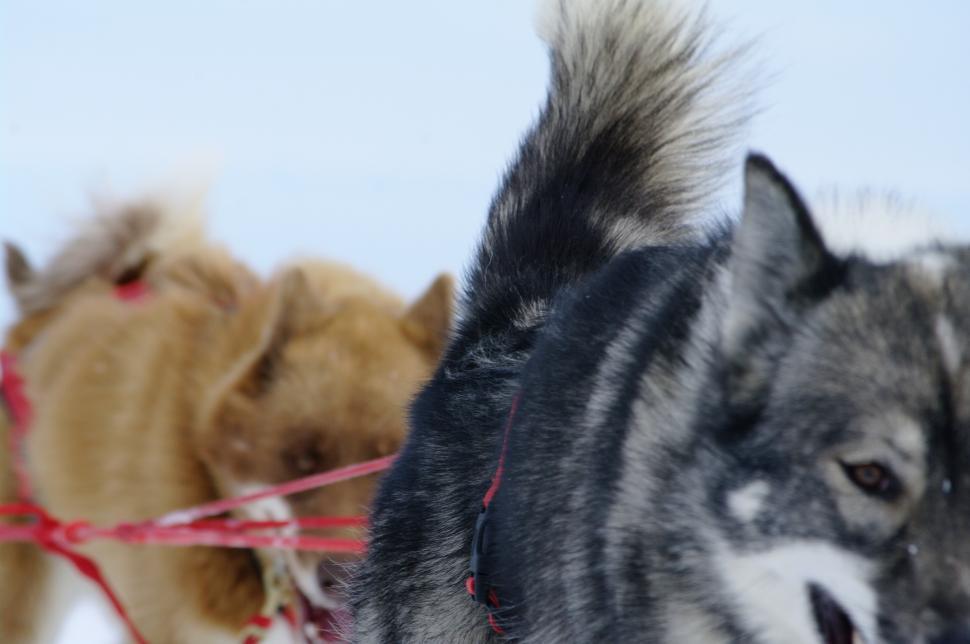 Free Image of Dog Pulling Sled With Two Dogs 
