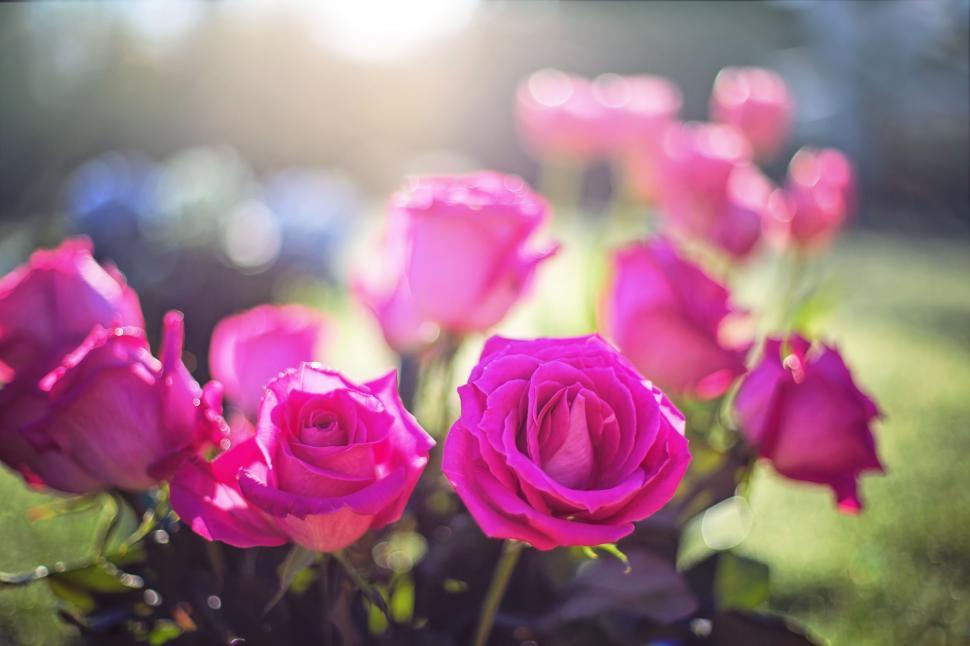 Free Image of Blooming Rose Flowers  