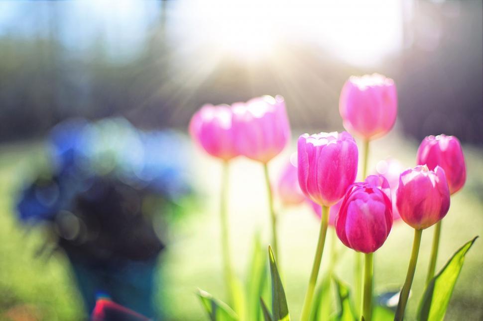 Free Image of Pink Flowers and bokeh lights 