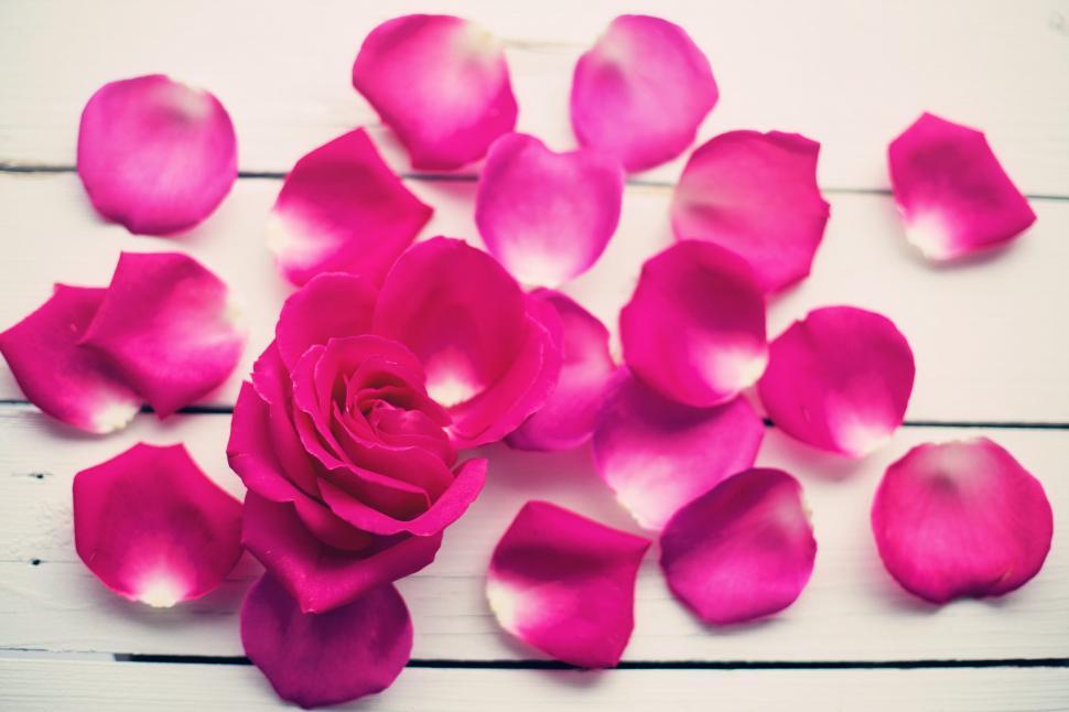 Free Image of Rose Petals  