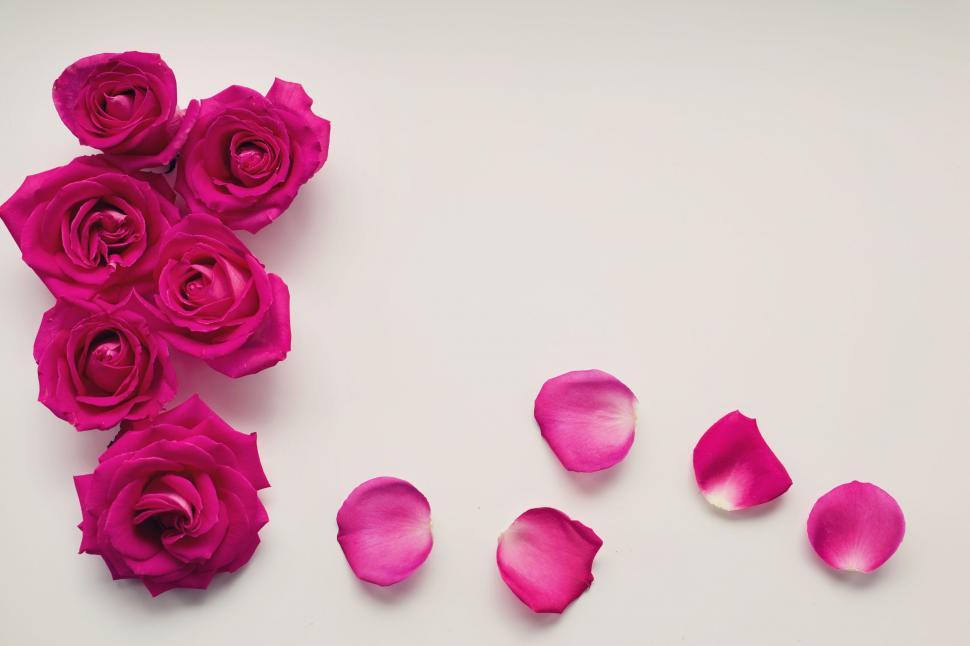 Free Image of Pink Flowers and petals  
