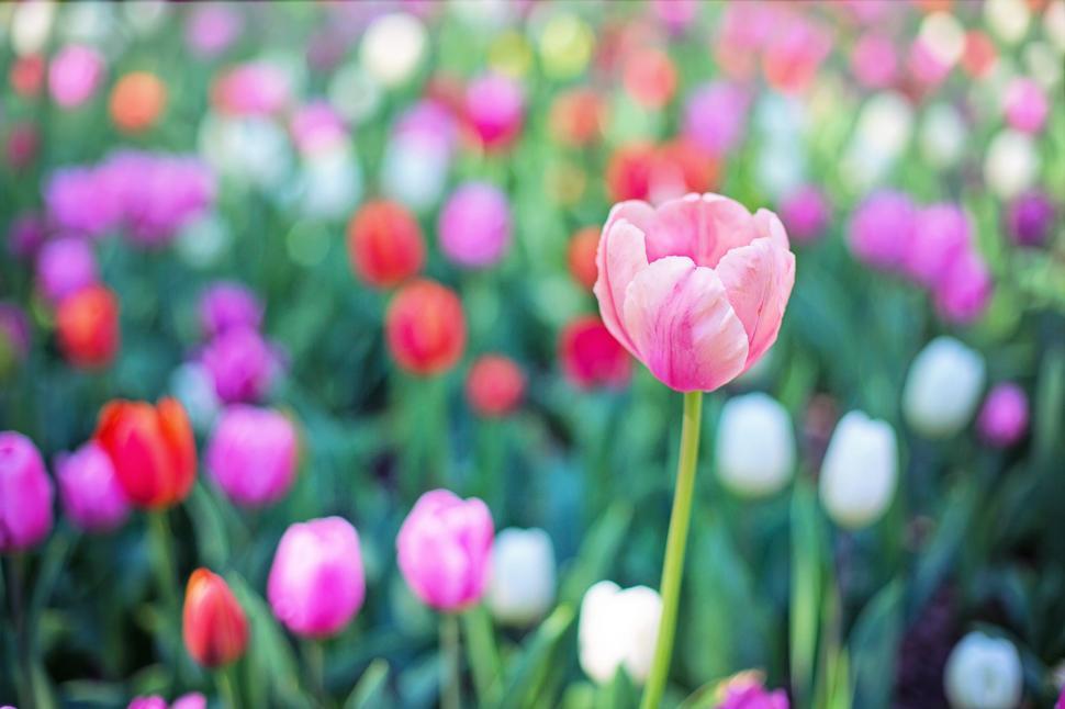 Free Image of Pink tulip in garden 