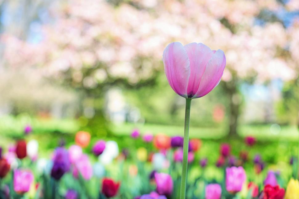 Free Image of Single Pink Tulip Flower in garden 