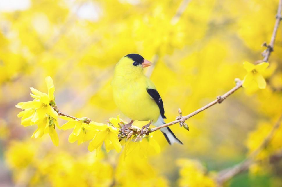 Free Image of American Goldfinch (bird) 