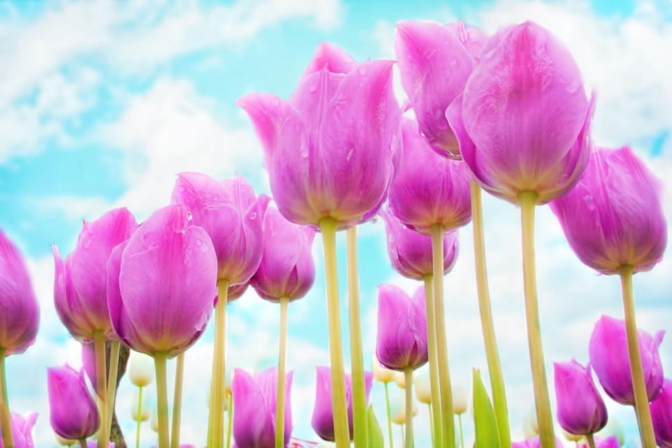 Free Image of Pink Tulip Flowers 