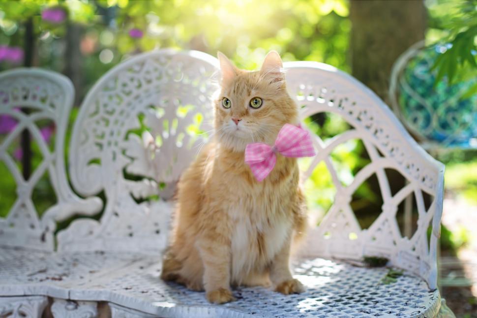 Free Image of Cat with pink bow 