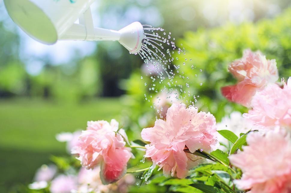 Free Image of Watering Can and Pink Flowers 