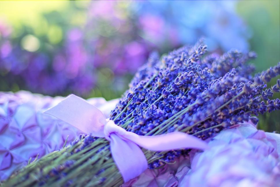 Free Image of Lavender flowers and purple ribbon  