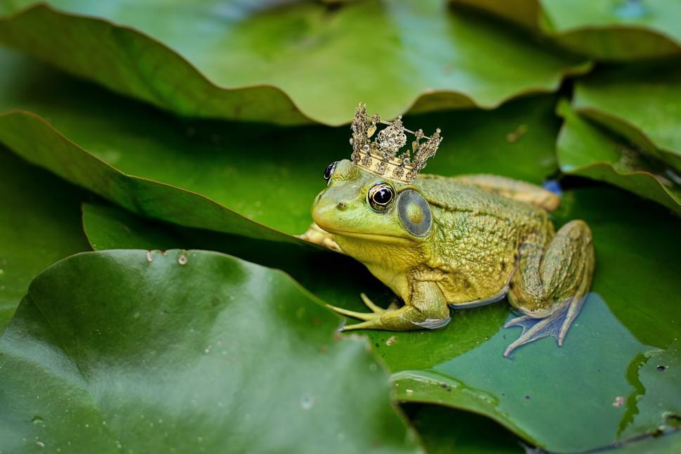 Free Image of Frog with Crown 