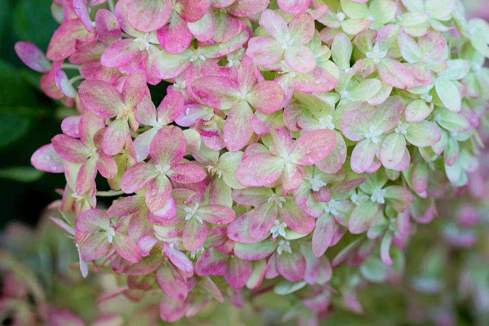 Free Image of Green Pink Flowers 
