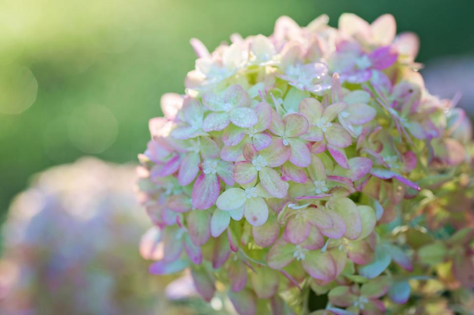 Free Image of Green Flowers with blur background  