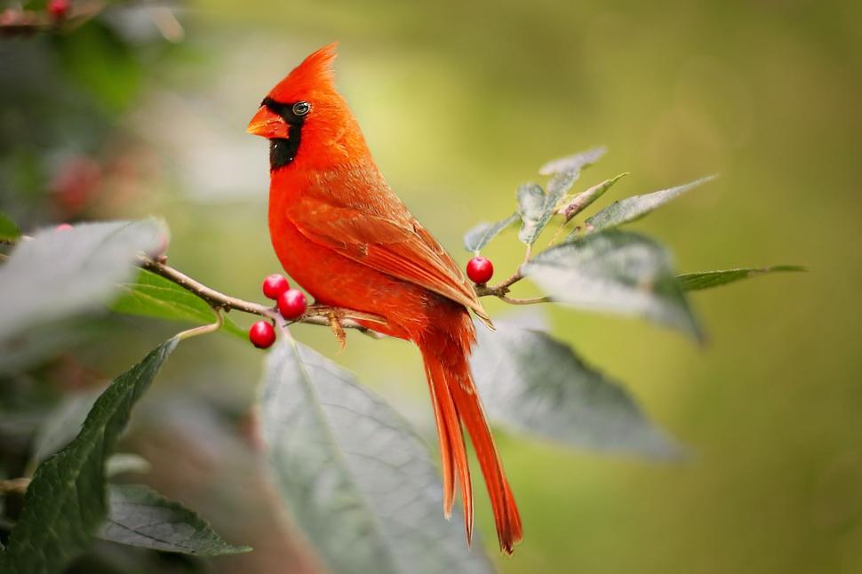 Free Image of Cardinal bird 