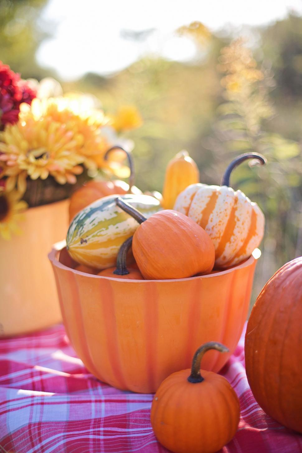 Free Image of Pumpkins and Gourds 