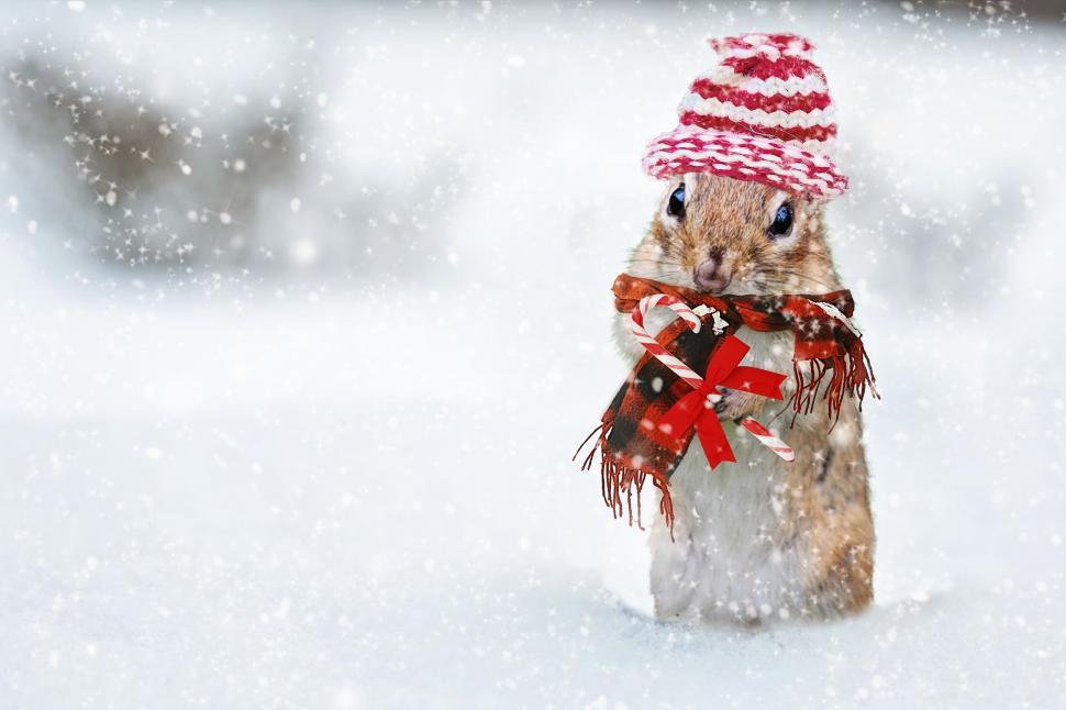 Free Image of Chipmunk with candy cane in snow 