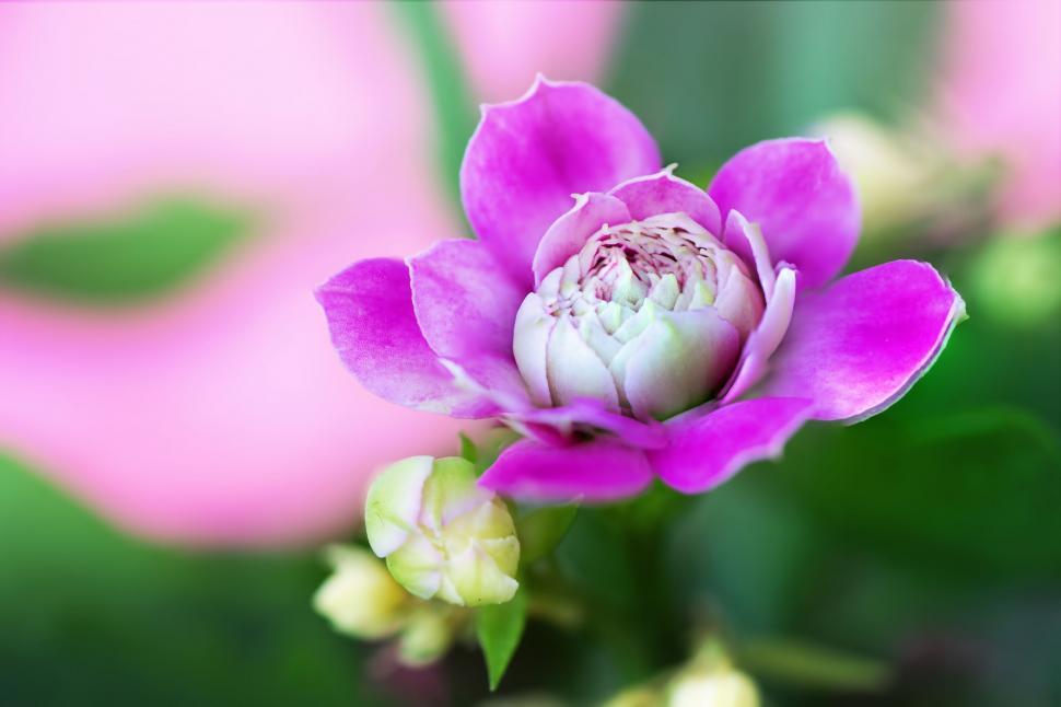 Free Image of Purple Flower 